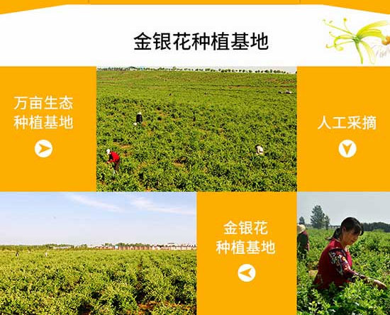 ��ɭԴ���y��ֲ���Ʒ