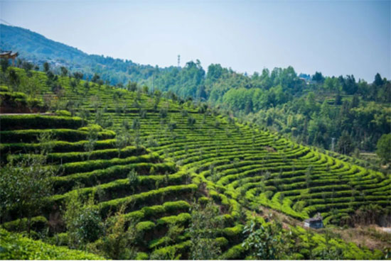 突圍50億無糖茶領(lǐng)域市場 “讓茶”要做“專業(yè)的茶” 突圍50億無糖茶領(lǐng)域市場 “讓茶”要做“專業(yè)的茶”