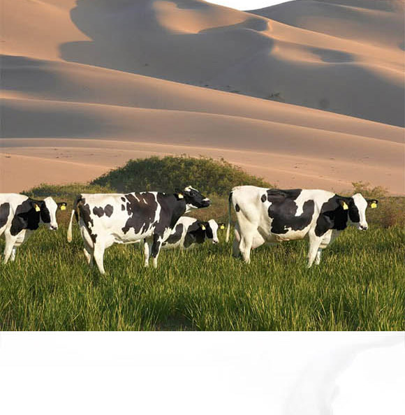 ��(n��i)�ɹ���ţʥ���߿���Ʒ���޹�˾-��ţ��02_09