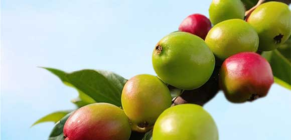 �V��Ľ�pʳƷ�Ƽ����޹�˾-�ڿ���_10