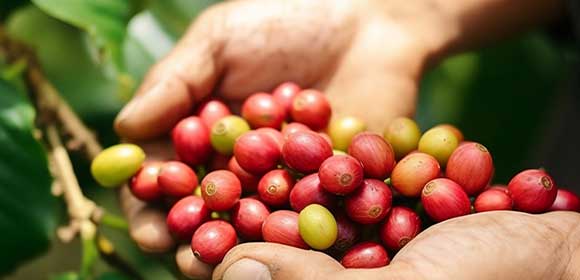 �V��Ľ�pʳƷ�Ƽ����޹�˾���ο���_11